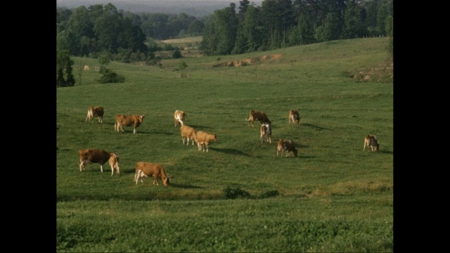 奶牛在山坡上吃草，树木在背景/美国视频素材
