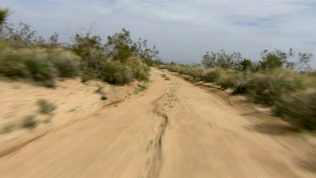 山艾树和其他沙漠植物排列在一条土路的两侧。视频素材