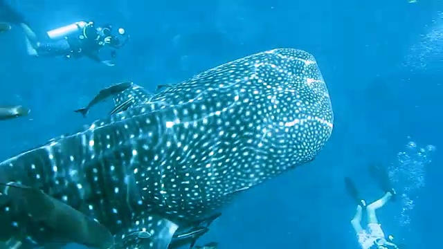 濒临灭绝的物种远洋鲸鲨(犀牛类型)游泳与水肺潜水员水下摄影师。这是动物原始本能行为的完美展示。一种共生关系确保了它们作为一个物种的成功和生存。视频素材
