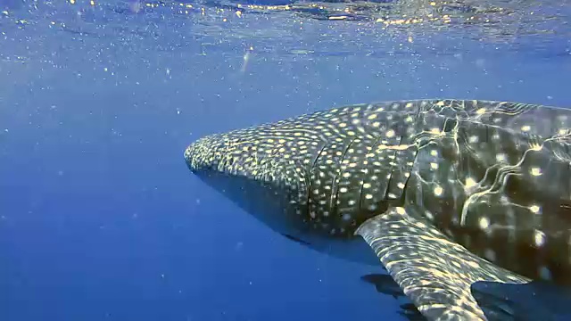 濒危物种远洋鲸鲨(犀牛角鲨类型)在Koh Haa，安达曼海，甲米，泰国。这是动物原始本能行为的完美展示。一种共生关系确保了它们作为一个物种的成功和生存。视频素材