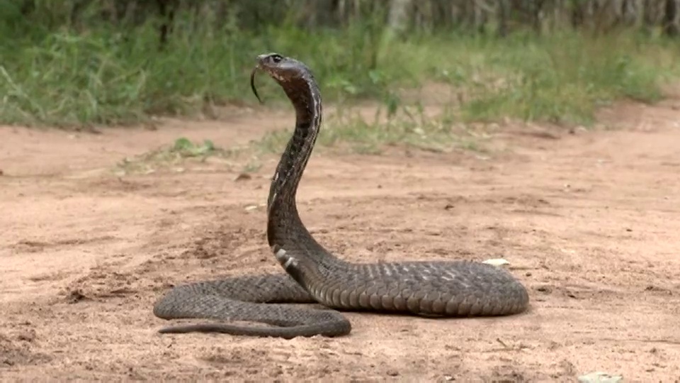 当一辆路虎开过时，一条环颈吐毒液眼镜蛇进入防御位置。视频下载