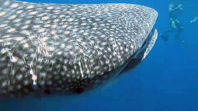 濒临绝种的远洋鲸鲨(犀牛类)与军曹鱼和人类一起游泳。这是动物原始本能行为的完美展示。一种共生关系确保了它们作为一个物种的成功和生存。视频素材