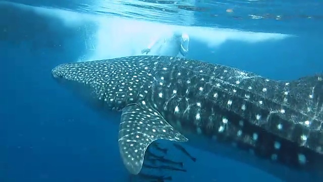 濒临绝种的远洋鲸鲨(犀牛类)与军曹鱼和人类一起游泳。一种共生关系确保了它们作为一个物种的成功和生存。视频素材