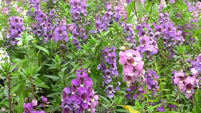 4k紫色花朵填满画框视频下载