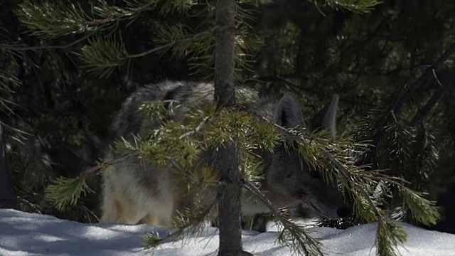 TS/SLOMO拍摄的郊狼(犬属)在新雪中跟踪一只狐狸视频下载