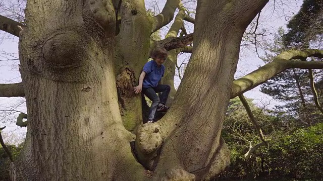 小男孩爬树视频素材
