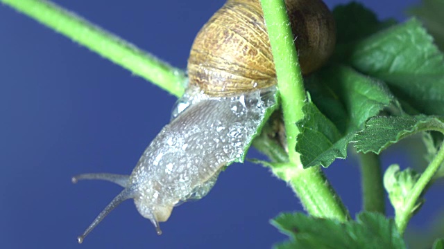 蜗牛在植物树枝上行走的微距超高清视频视频下载
