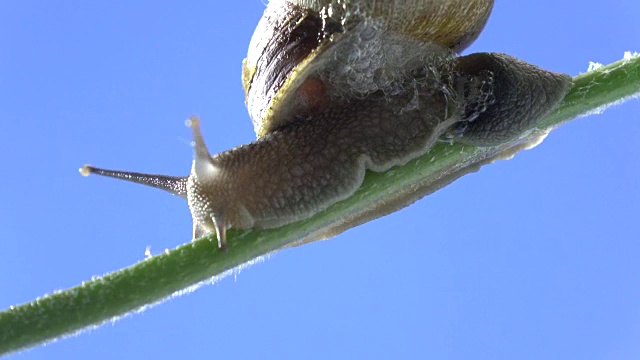 蜗牛在植物树枝上行走的微距超高清视频视频下载