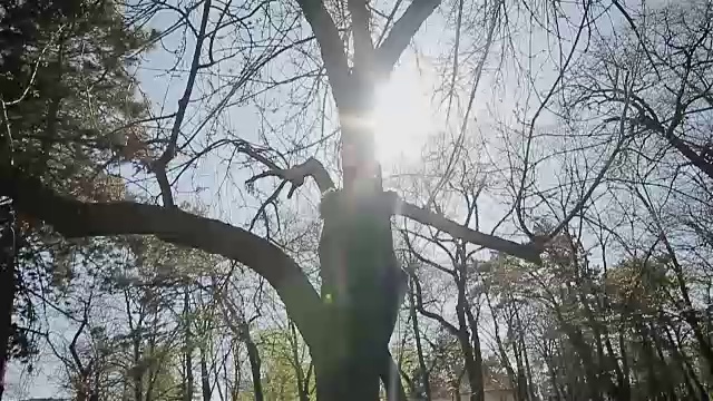 爬上树，相机稳定拍摄视频下载