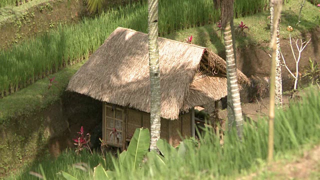 印度尼西亚巴厘岛稻田中的小棚子视频下载