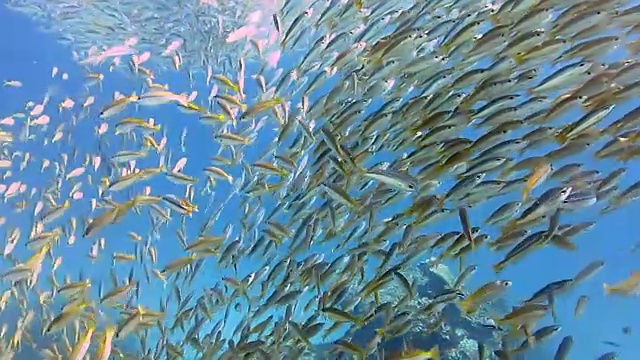 双斑鲷鱼(Lutjanus bigutttatus)和大眼鲷鱼(Lujanus Lutjanus)鱼群，比达岛，皮皮群岛，安达曼海，甲米，泰国。视频素材
