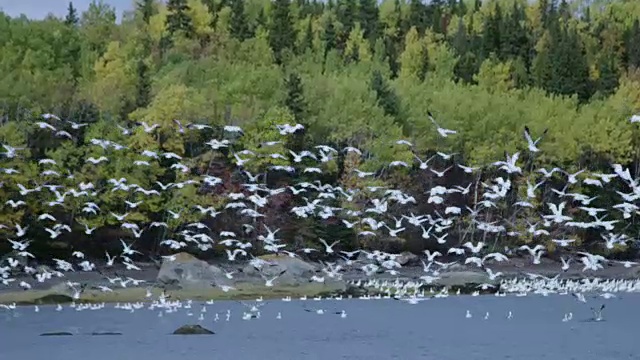 圣劳伦斯河的海鸥飞走了视频下载