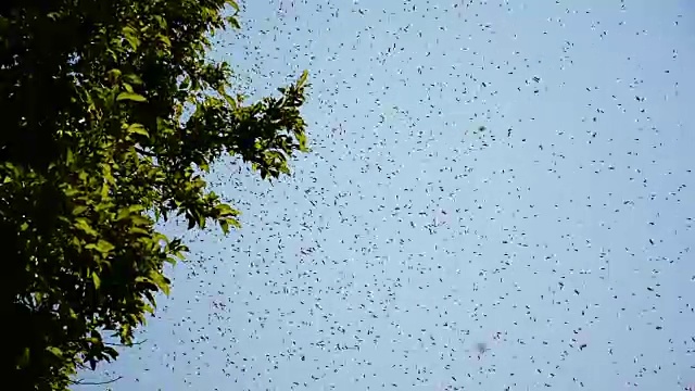 一群蜜蜂在树上盘旋视频下载