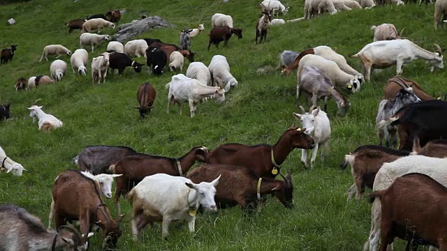 意大利，卡瓦尔斯，一群山羊在山上吃草视频素材