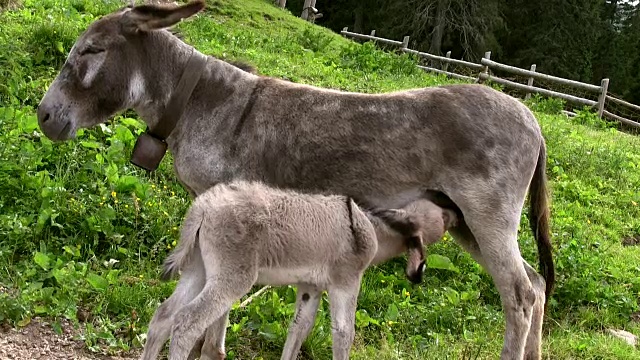 意大利，卡瓦尔斯，小毛驴在吮吸母亲的奶视频素材