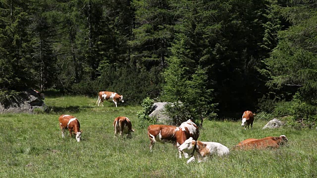 意大利，Fiemme山谷，放牧奶牛视频素材