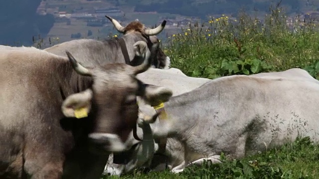意大利，Fiemme山谷，放牧奶牛(burlina)视频素材