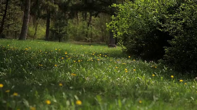 草地上的蒲公英视频素材