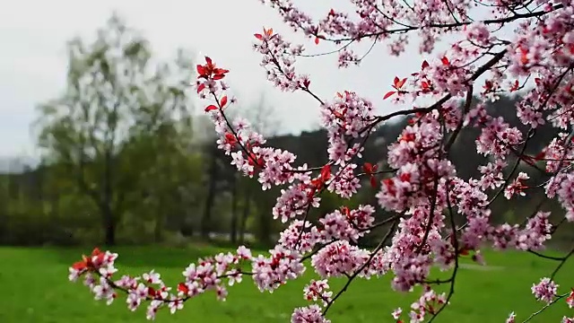 樱桃李树，紫李树，樱桃树，枝条在春天开出紫粉色的花视频素材