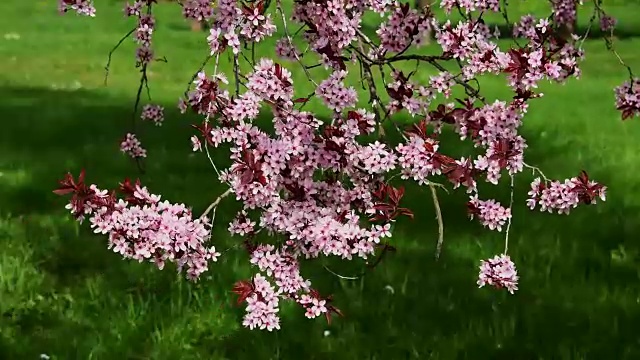 樱桃李树，紫李树，樱桃树，枝条在春天开出紫粉色的花视频素材
