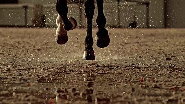 SLO MO马在湿地上奔跑的腿视频下载