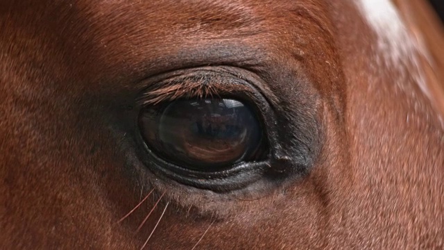 一只棕色马的眼睛视频下载