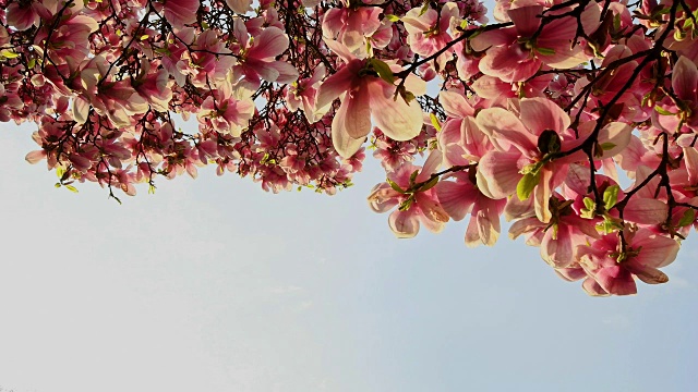 德国巴伐利亚州阿沙芬堡春天开花的木兰树视频素材