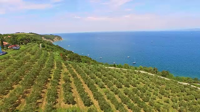 斯洛文尼亚海岸的空中橄榄园视频素材