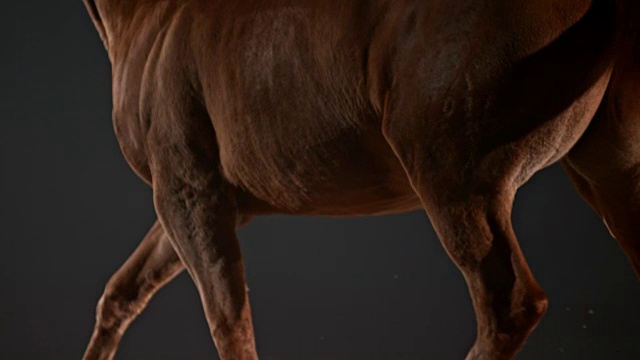 一个奔跑的栗色马的身体视频素材