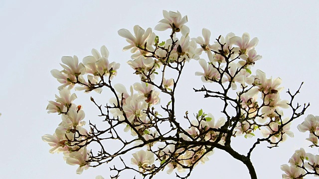 德国巴伐利亚州阿沙芬堡春天开花的木兰树视频素材