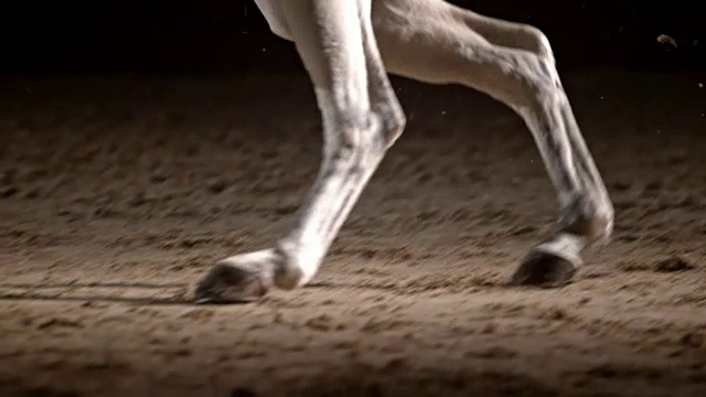 SLO MO白马奔跑在骑马大厅视频素材