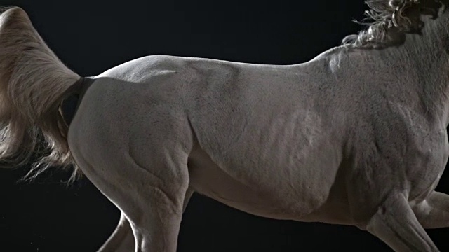 SLO MO TS奔跑的白马的身体视频素材