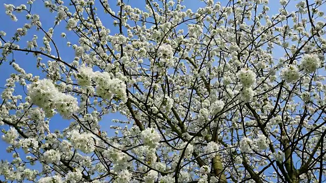 德国巴登-符腾堡州，春天樱花盛开的樱花树视频素材
