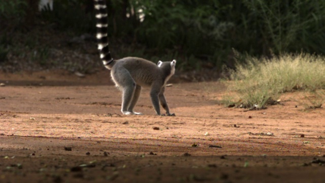 环尾狐猴(狐猴catatta)追逐和争吵，Berenty，马达加斯加视频下载