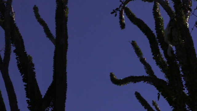 Verreaux的sifaka狐猴(Propithecus verreauxi)跳跃在多刺的森林，Berenty，马达加斯加视频素材