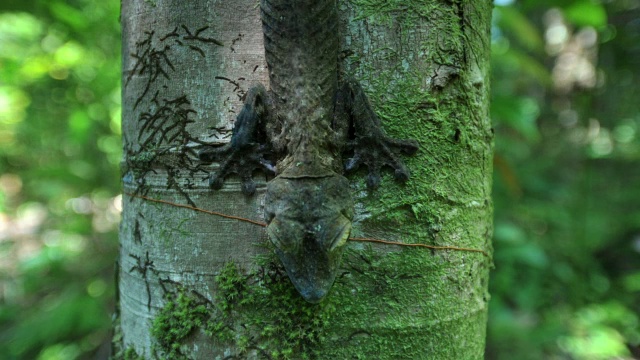 马达加斯加森林中的叶尾壁虎(Uroplatus)依附在树干上视频素材