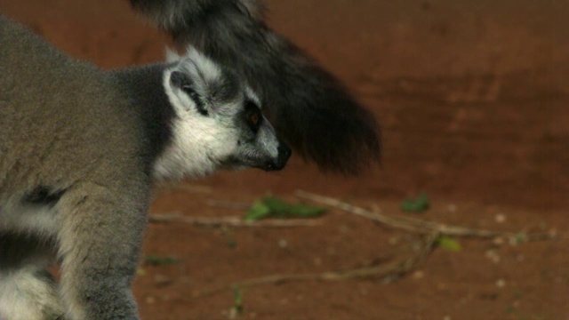 环尾狐猴(狐猴catatta)争斗和争吵，Berenty，马达加斯加视频下载