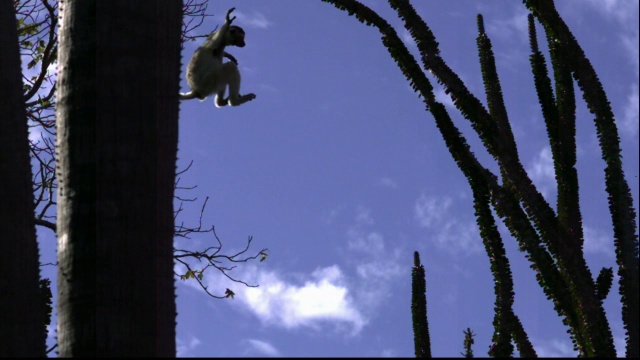 Verreaux的sifaka狐猴(Propithecus verreauxi)跳跃在多刺的森林，Berenty，马达加斯加视频素材