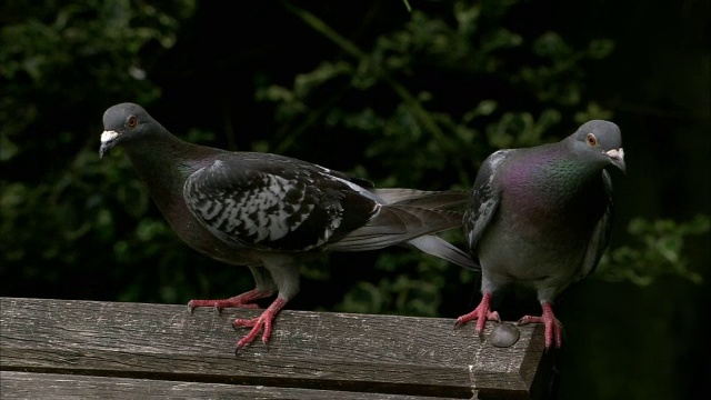 英国布里斯托尔公园长椅上的野鸽视频素材