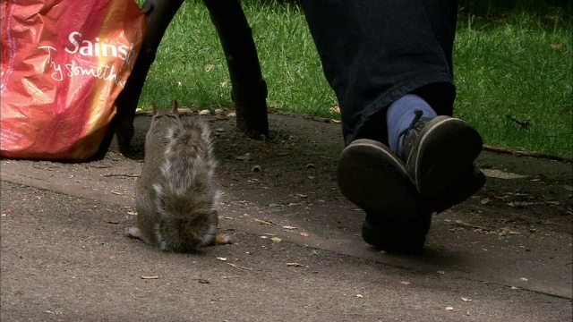 在英国布里斯托尔的公园里，人们在喂灰松鼠(Sciurus carolinensis)视频素材