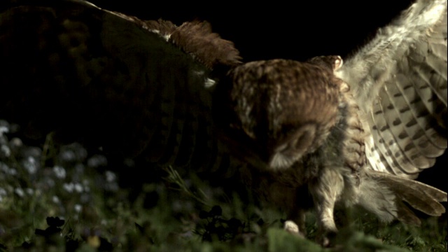 英国，黄褐色猫头鹰(Strix aluco)降落在地面上的猎物上，然后起飞视频下载