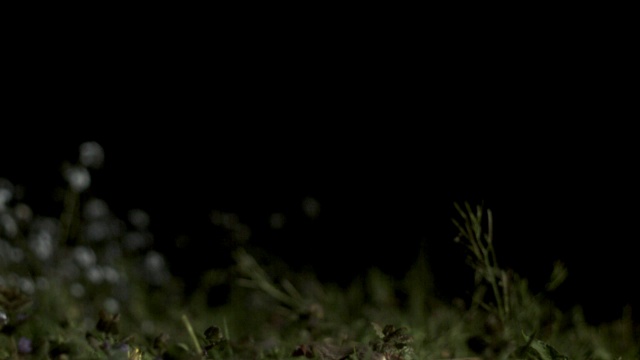 英国，黄褐色猫头鹰(Strix aluco)降落在地面上的猎物上，然后起飞视频下载