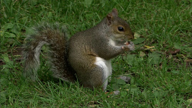 英国布里斯托尔的公园里，灰松鼠(Sciurus carolinensis)正在吃花生视频素材
