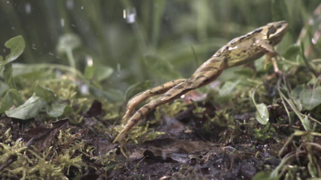普通蛙(林蛙)在雨中跳跃，英国视频下载