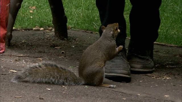 在英国布里斯托尔的公园里，人们在喂灰松鼠(Sciurus carolinensis)视频素材