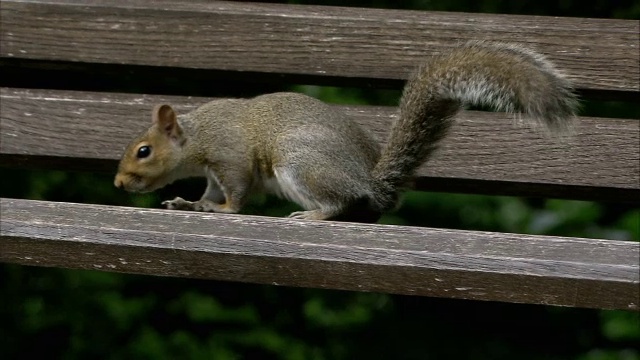 灰松鼠(Sciurus carolinensis)在公园觅食，布里斯托尔，英国视频素材