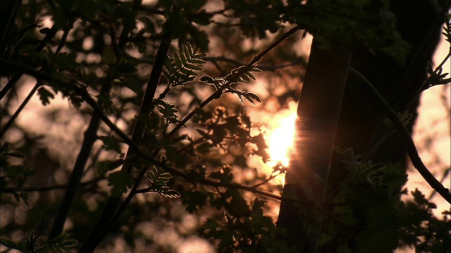 苏格兰格拉斯哥，日出穿过树枝视频素材