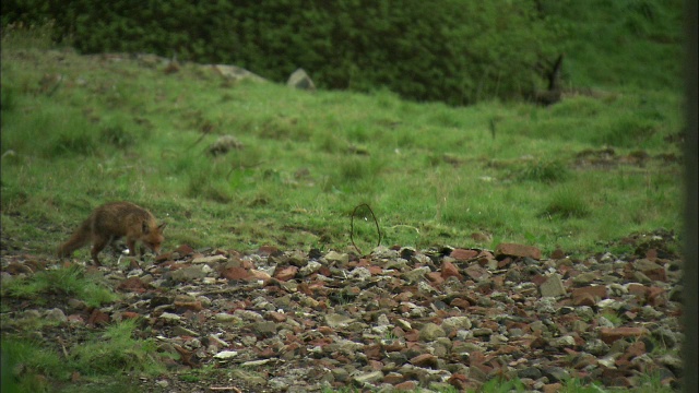 城市红狐(Vulpes Vulpes)穿过荒地，格拉斯哥，苏格兰视频素材