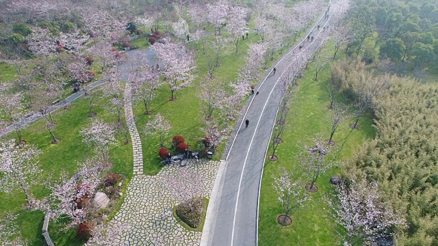 无锡景逵公园里的樱花视频素材