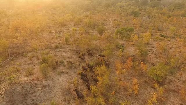 南非克鲁格国家公园，野牛群在傍晚的阳光下穿过金色的林地视频素材